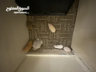  3 hamster هامستر للبيع عدد 7
