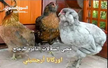  10 بيض مخصب و صيصان لسلالات دجاج نادره على مستوى العالم
