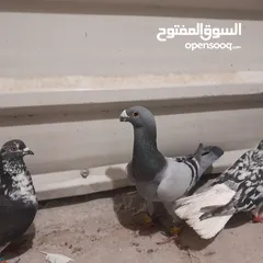  3 حمام للبيع جواج الجوز 10
