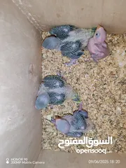 1 فراخ درة وفراخ كوكتيل للزق اليدوي