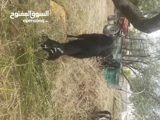  1 عنزه شاميه لحم وحليب