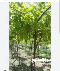  1 ارض مرتبة ومعمرة لقطة لقطة لقطة