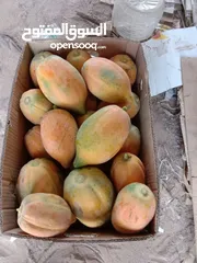  4 فيفاي طازج من المزرعة (Fresh Papaya)