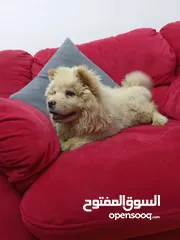  3 تشاو تشاو بيور جراوا اناث للبيع