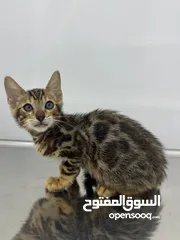  2 Pure Bengal kitten 2.5 months