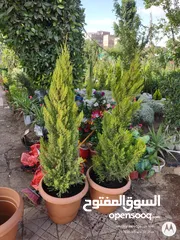  15 نباتات منزلية متنوعة متوفر جميع الانواع والاحجام مشاتل 22 مايو