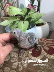  29 فراخ جرين شيك اليفه اقرأ تفاصيل زق يدوي اليفات تركواز  واناناس  ونورمال محجلات من انتاجي