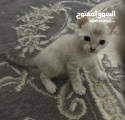  5 For sale, you are small Bengal Snow  للبيع انتى بنغال سنو صغيرة to contact WhatsApp