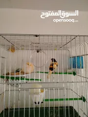 3 حبات بصلاه على النبي