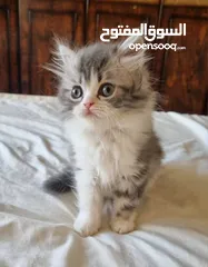  19 Cute Persian and friendly kittins