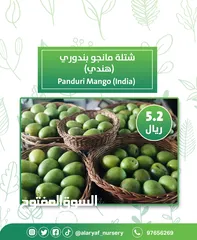  15 شتلات و أشجار المانجو المختلفة لدى مشتل الأرياف بأسعار مناسبة ومنافسة  mango tree