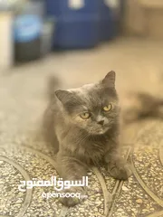  1 قط شيرازي ،،