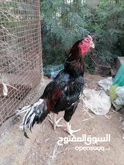  1 للبيع ديك +دجاجتين سندي