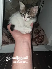  5 قطةانثى   كتن عمر 35 يوم