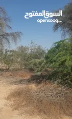  21 مزرعة للبيع بموقع مميز قريب للخدمات والسعر مناسب