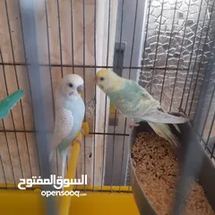  16 طيور حب للبيع سعر الجوز 15دينار مع قفص والمعالفه وبياضاه . طيور حب انجليزي