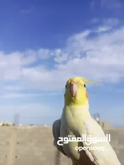  2 كوكتيل مفقود