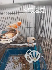  2 كنار موزييك احمر للبيع