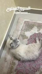  3 قطة هملايا مكس سكوتش فولد للبيع