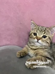  1 بسسس للبيع بسعر مغري