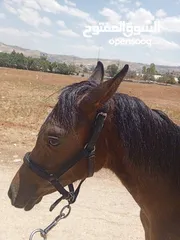  4 مهره عربيه بدون ورق