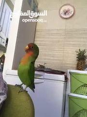  2 ببغاء فيشر ذكر جاهز للتزاوج للبيع بدون قفص