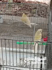  15 طيور كناري
