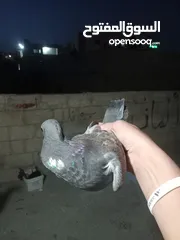 2 حمام للبيع سبع حبات للكش في الرشيد ممتازات انزل علوصف