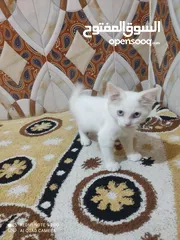  2 قطط شيرازي للبيع نثيه وفحل