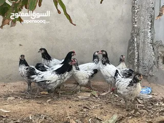  4 دجاج ملكي ابيض جامبو