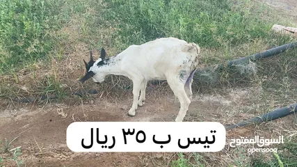  6 غنم للبيع بأسعار مناسبه