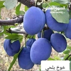  14 الأشجار المثمرة والزينة تجمع بين الجمال والفائدة، تنسيق وصيانة الحدائق الداخليه والخارجية