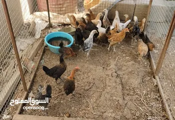  2 للبيع دجاج عماني عبري