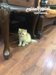  1 سكوتش ستريت وny11