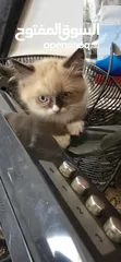  3 قطة راغدول مميز عمر شهرين  لعوب وحنون جدا
