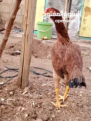  5 باكستاني، براهما، امهات لاحم فرخات عمر 3 شهور  صوص باكستاني حر  ديوك باكستاني خط أول و فرخات شغالة