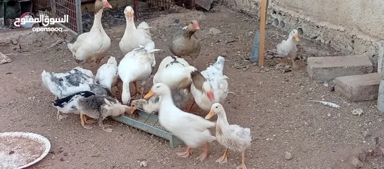  18 وز وبط للبيع او للبدل على صخله أو عبور مع دفع الفرق