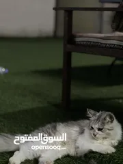  4 قطط ذكر عمر سنه