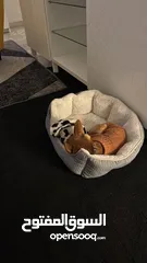  3 تشواوا ذكر Chihuahua male 10 months