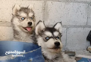  1 كلاب هاسكي