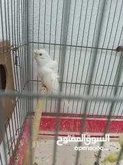  10 جوز هوغو رومو للبيع صحه ونظافه لجوز عين حمرا لذكر لون بسكوتي والانثى لون ابيض مع فرخ عمر شهر تقريبا