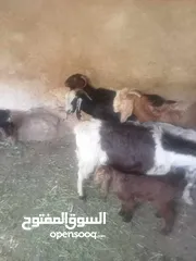  9 خمس معزا و ثلاث جديان