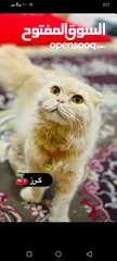  1 قطط للبيع اسعار كلش رخيصه