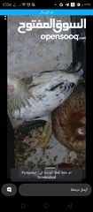  1 جاجتين وجه بيض واربع صيصان عمر اربع شهور