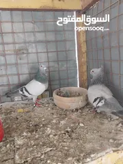  13 حمام نخب صحه ونضافه للبيع