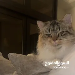  1 الفصيلة سيبيري - انثى- 14 شهر siberian cat 14 month girl