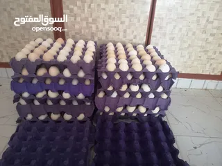  8 بيض عماني مخصب