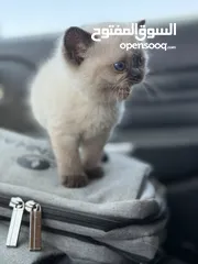  7 كتن همالايا