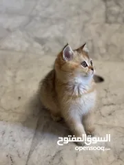  2 سكوتش فولد وستريت فل بيرو بسعر مناسب جدا