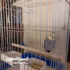  2 طائر كوكتيل للبيع أليف